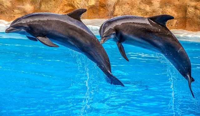 dolphins-3769402_640 dolphins-3769402_640